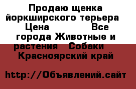 Продаю щенка йоркширского терьера  › Цена ­ 20 000 - Все города Животные и растения » Собаки   . Красноярский край